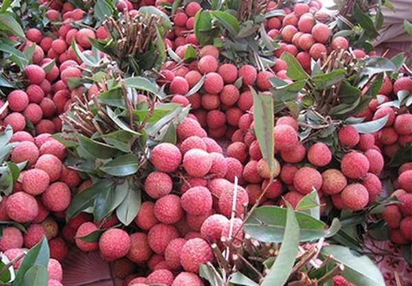 vai-thieu-thanh-ha-2