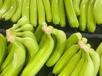 Vietnam Cavendish Banana Harvest Season: Export Capacity & Quality Standards