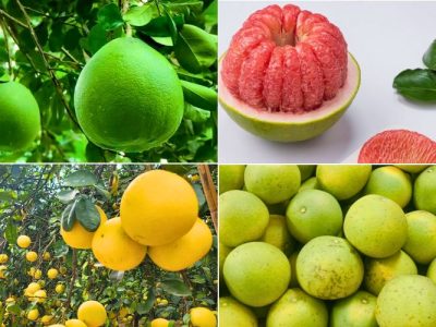 Vietnamese Green Skin Pomelo: Sourcing Trends & Global Export Logistics