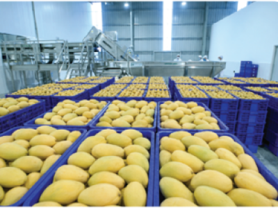Vietnamese Mango Harvest Seasons: A Comprehensive B2B Export Guide
